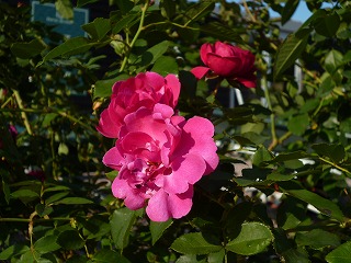 P1260385ss.jpg
