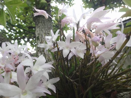 セッコクの花 紫陽花の花 午後のひとりごと 楽天ブログ