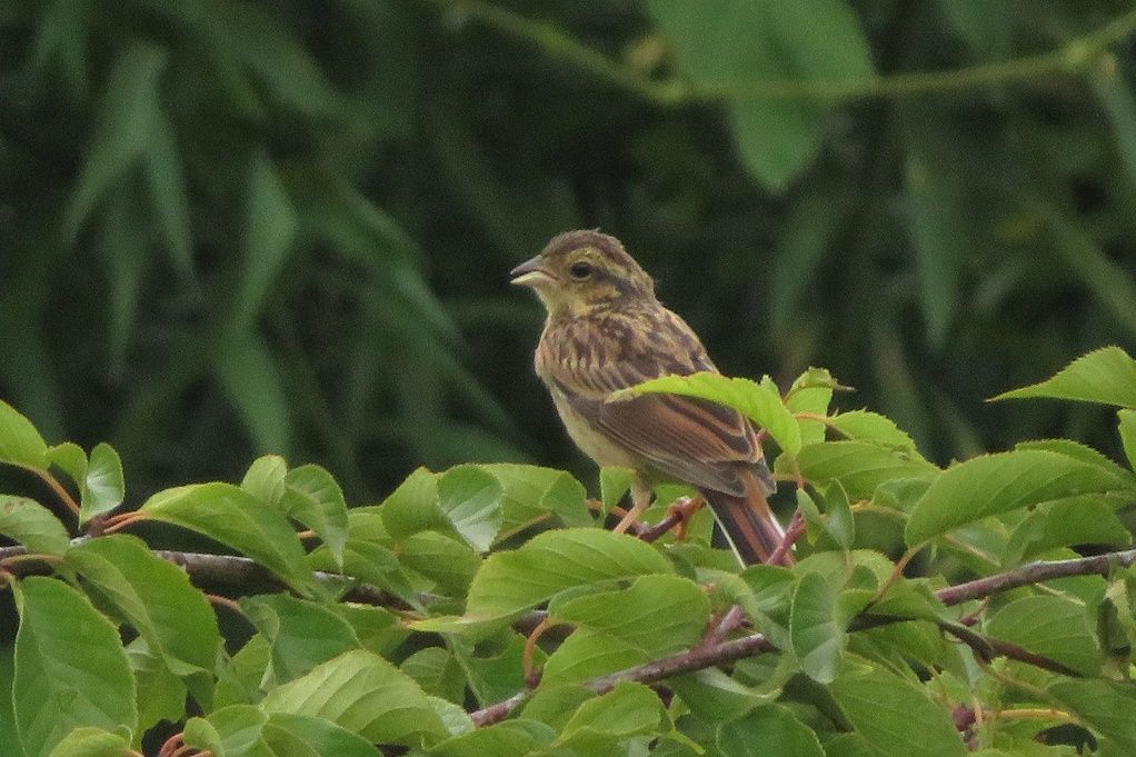 庭や散歩で撮った鳥 雨ツバメ幼鳥 ミサゴ アオサギ ホオジロ幼鳥と親子 巣にツバメ親子 大分金太郎の花鳥蝶月 楽天ブログ