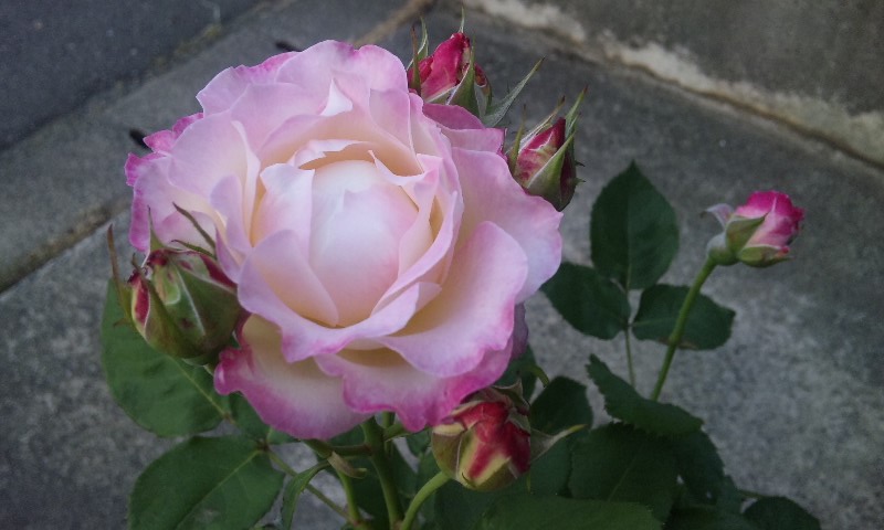 150528_1729~01.jpg