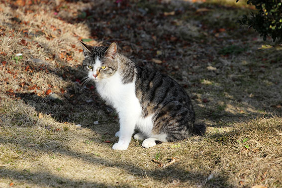 我が家のニャンコ♪2015/3/13-3