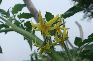 トマト花16.JPG