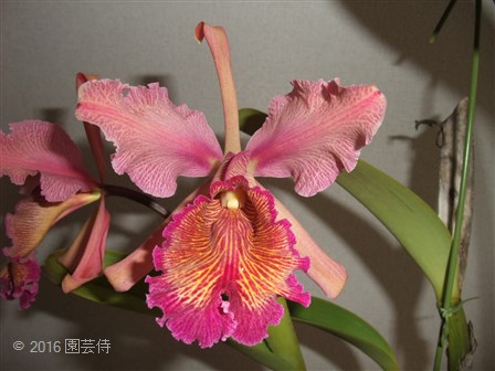 C. dowiana rosita 'Fischer's' 20160723-2