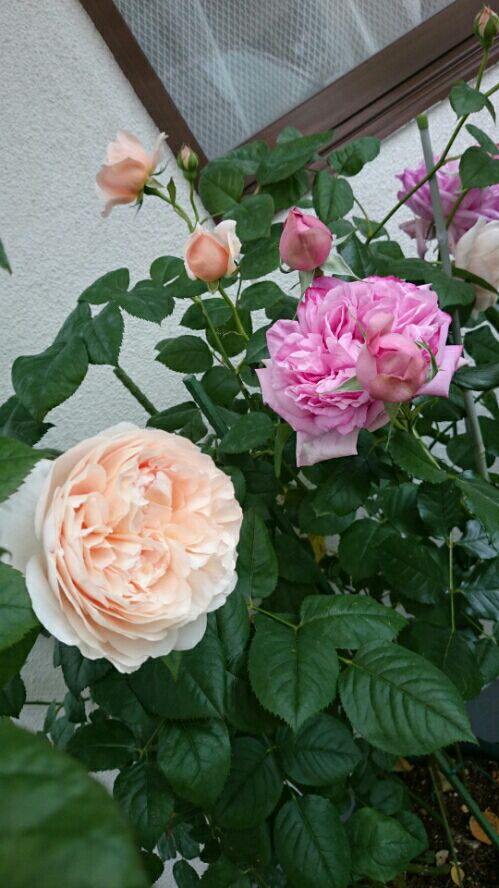 rblog-20160509145704-05.jpg