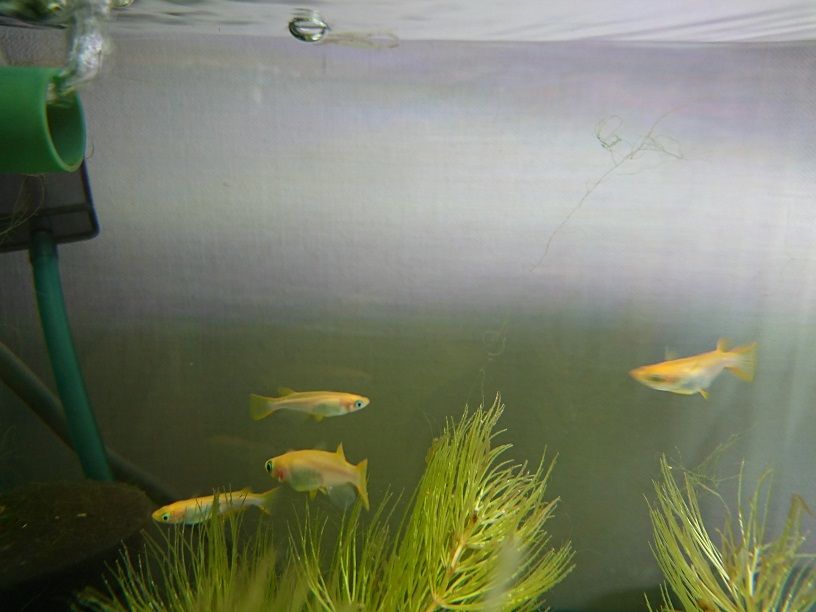 水槽で飼っている楊貴妃メダカの色の濃さ 金魚とメダカの飼育日記 楽天ブログ