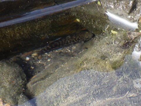 串本磯採集2016年10月上旬2　アベハゼ（Mugilogobius abei）