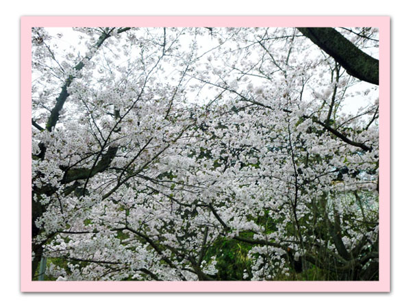 公園の桜