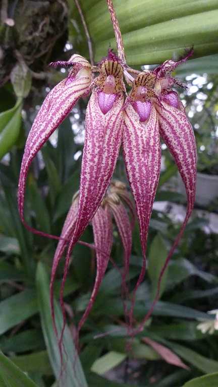 バルボフィラム エリザベス・アン'バックルベリー' | ラン・ラ・パン