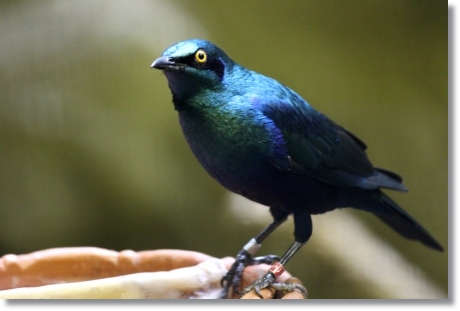 東京旅行-78 セイキムクドリ 13.10.5