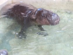 コビトカバ　ナツメ