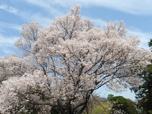 皇居東御苑