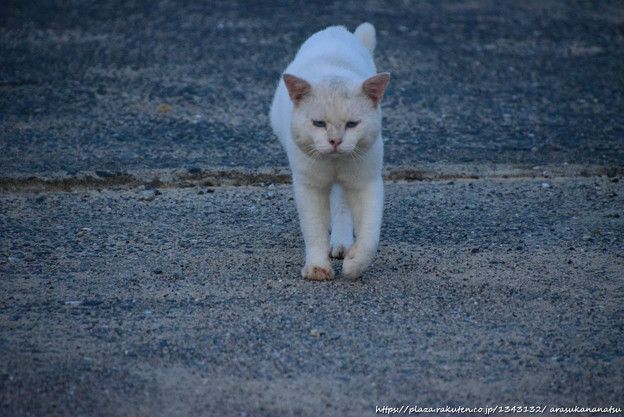 スーパーマンに殴られても耐えられますか?