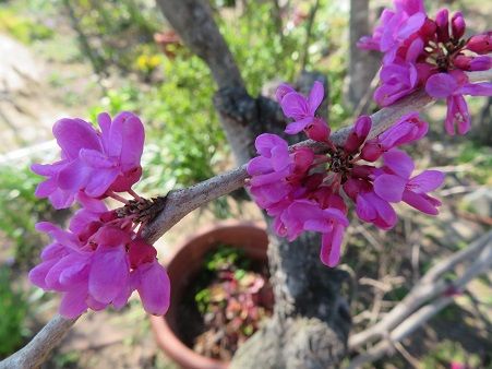 蘇芳の花とニリンソウ ネギ 保存食作り 静かな時が流れる 風の庭 楽天ブログ