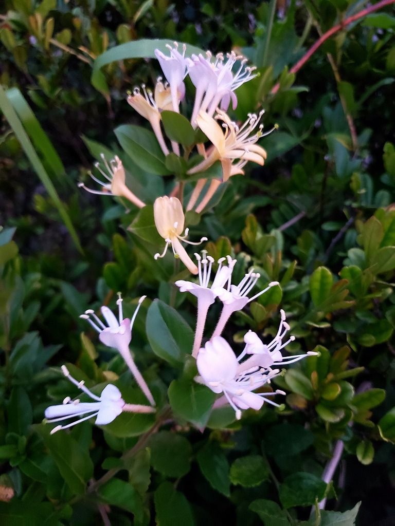ウォーキングで出会った花 テイカカズラ スイカズラ Himekyonの部屋 楽天ブログ