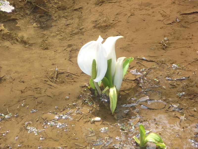 開花中の水芭蕉。