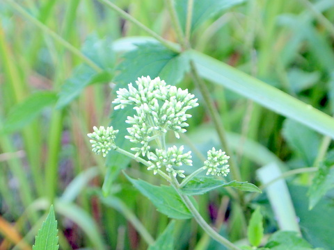 ヒヨドリバナ・花と茎0905