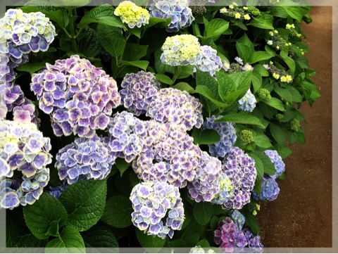 横浜イングリッシュガーデンの紫陽花