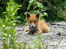 20130403キタキツネ.jpg