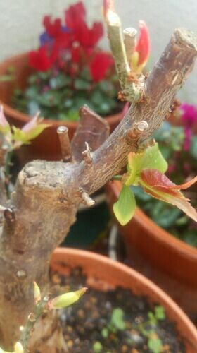 rblog-20170320111023-02.jpg