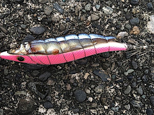 邪道エギング 邪道エギ 効果あり 笑 エギうどんの食べる日々 楽天ブログ