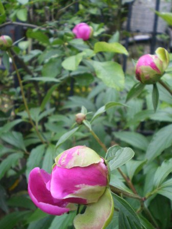 IMGP6513.JPG