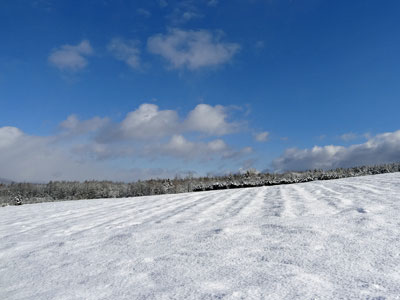 畑と雪、、