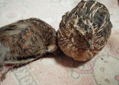 20150918(5)