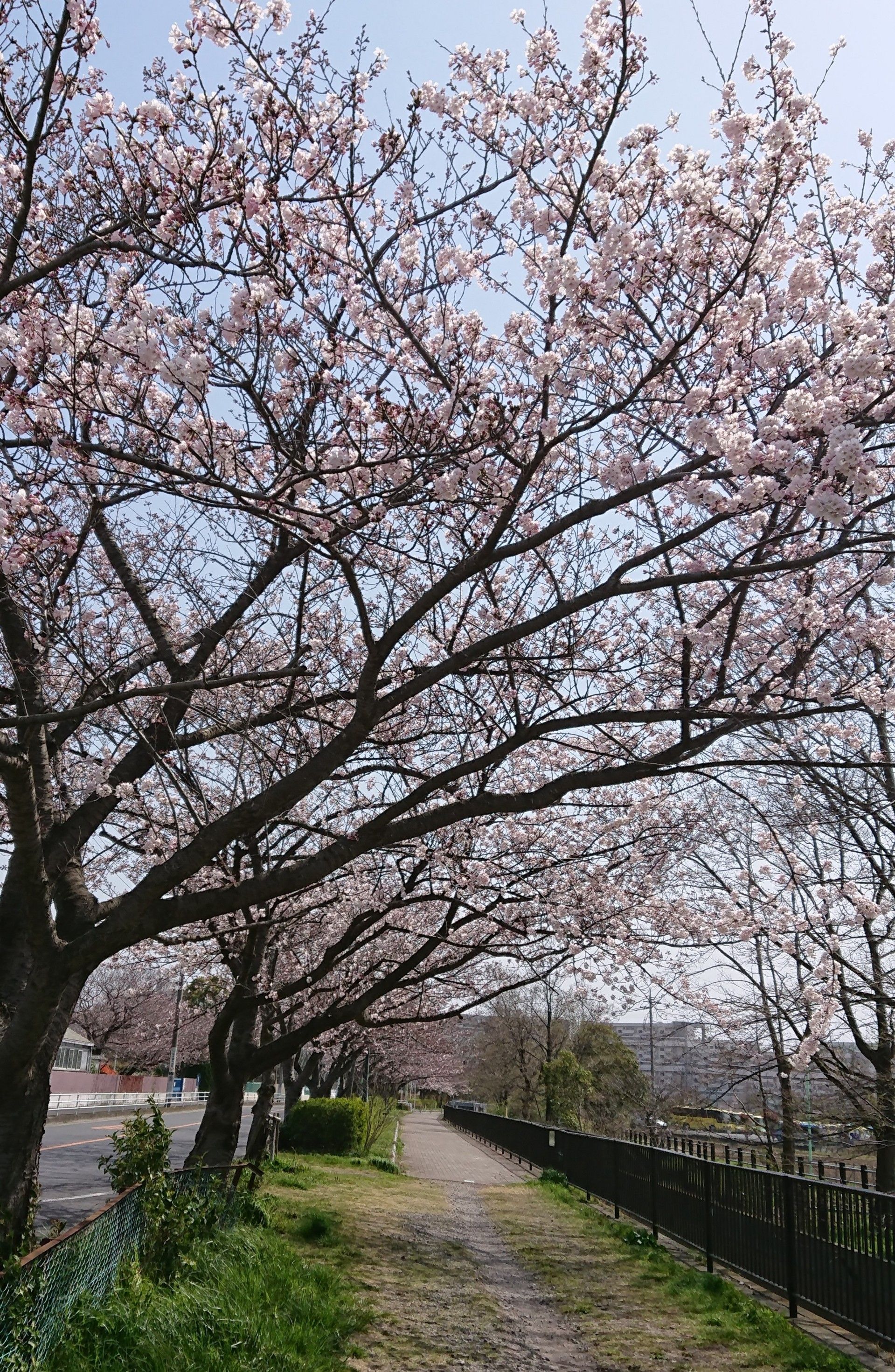 二郷半領用水路の桜並木 プリザ hana 花 ガーデン 楽天ブログ