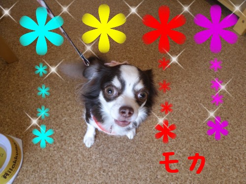 ﾓｶ.JPG