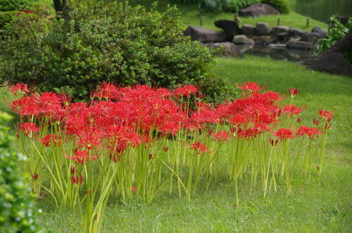 旧芝離宮恩賜庭園にて