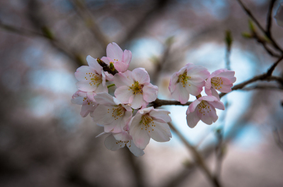 桜160409-2