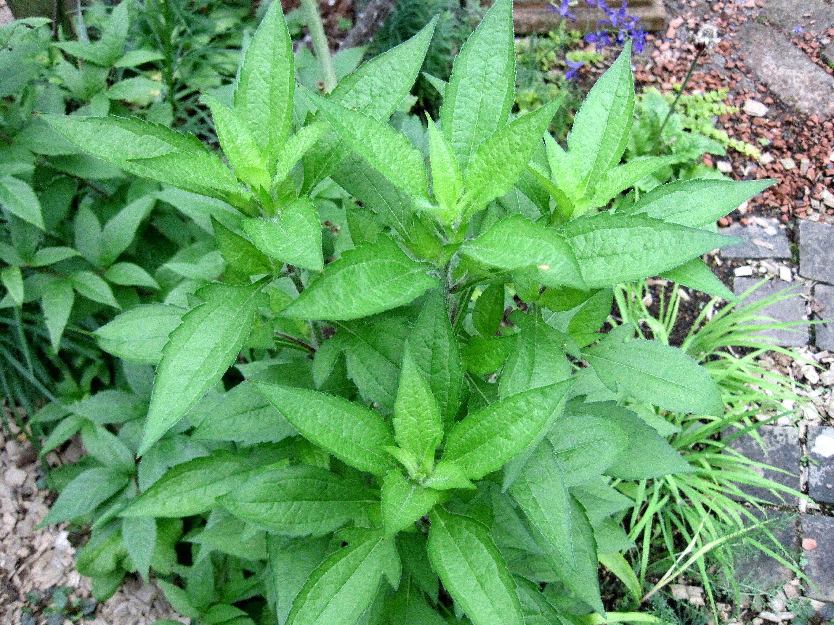 ルドベキア サハラとブラックジャックゴールド たねをまく日々 楽天ブログ