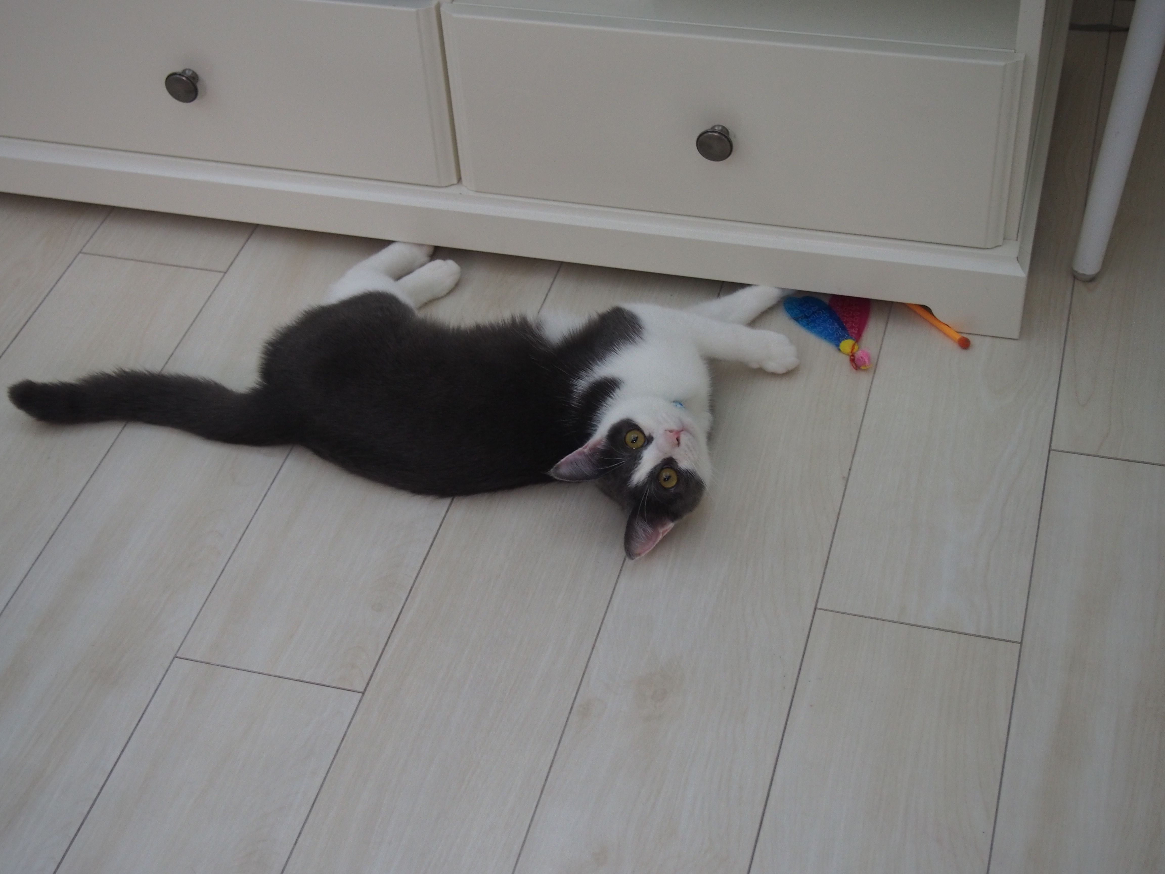 ２度目の粗相 ねこと一緒のおだやか生活 楽天ブログ