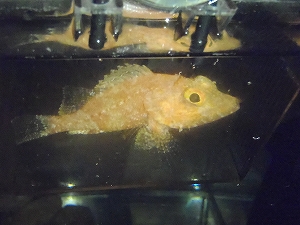 ディープウォータースコーピオンフィッシュ（deepwater scorpion fish）8