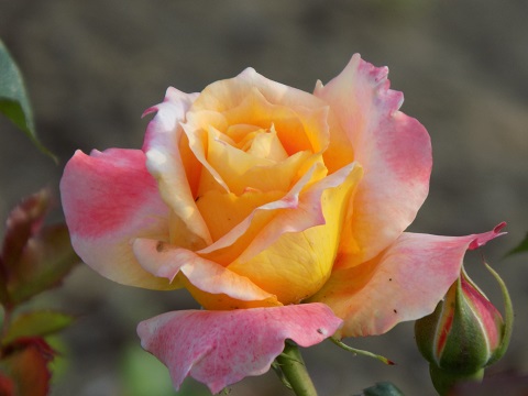 DSCN0206.JPG