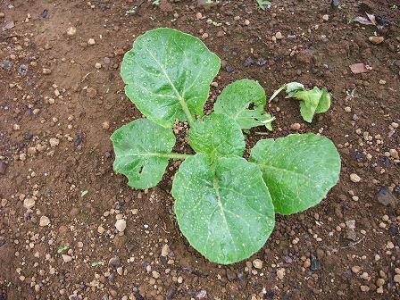 ハクラン　定植　20130913-2