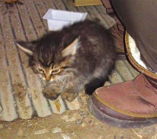 猫