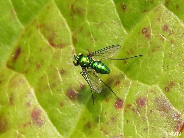 ウデゲヒメホソアシナガバエ 緑金色に光る小さなハエです いねねの趣味三昧 昆虫 野鳥 古寺巡り 読書 木工 語学など 楽天ブログ