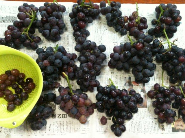 ぶどう　20121006　3.jpg