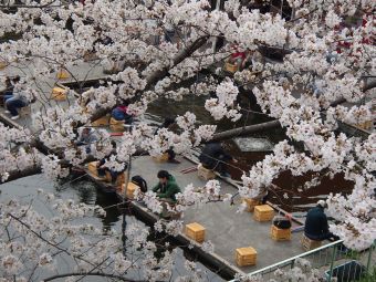 3.24 sakurano sitade turibori.jpg
