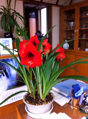 アマリリス