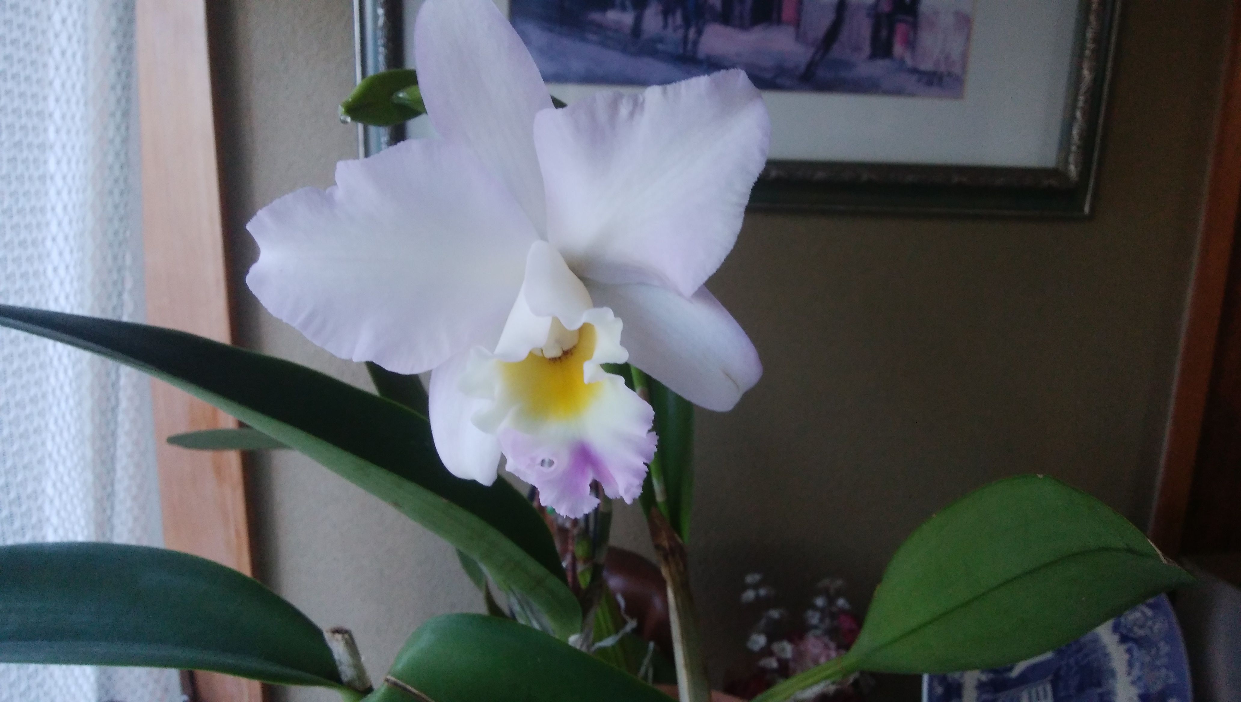 カトレアの花が綺麗に咲いた 楽しい日々 楽天ブログ