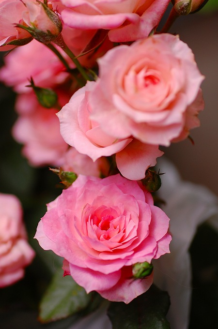 バラ　ピンククリーム