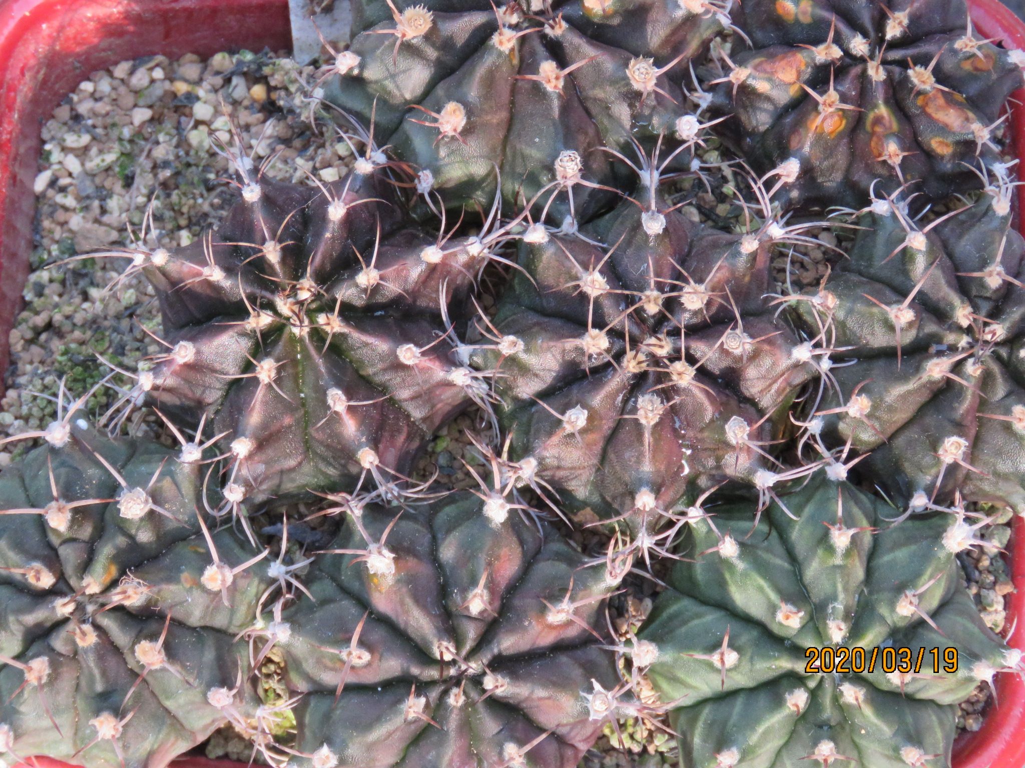 緋牡丹の植替え びびるタニサボ達 楽天ブログ