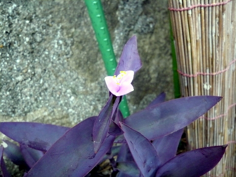 ムラサキゴテン　葉と花