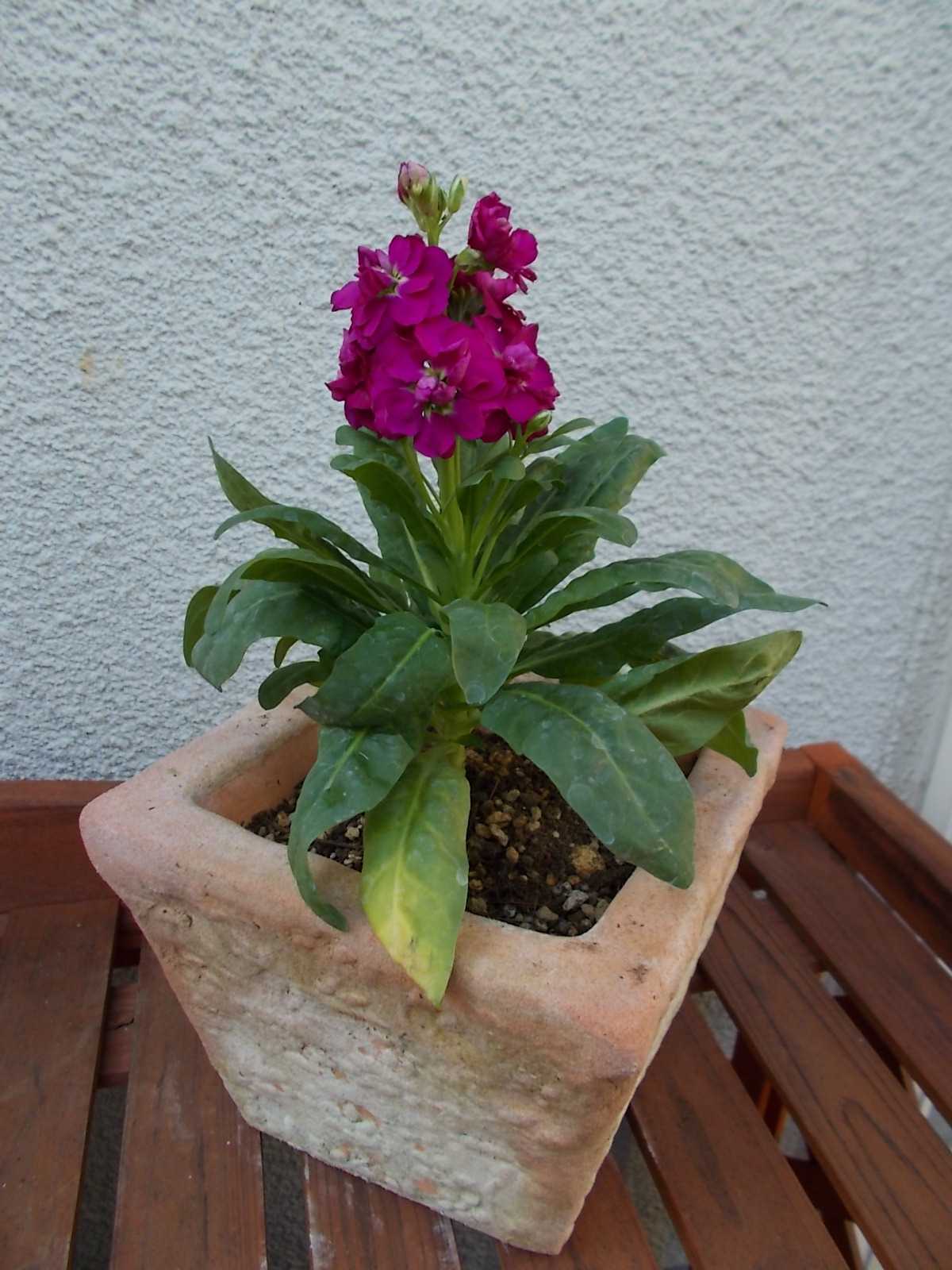 ストック１苗だけ買ってきました バラを咲かせることが好き 楽天ブログ