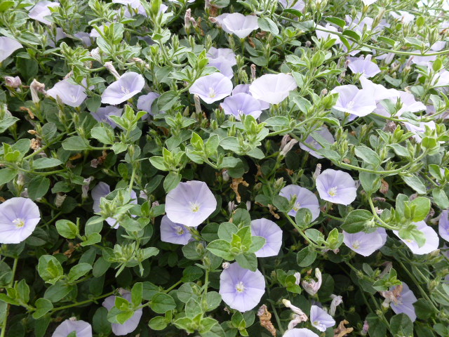113