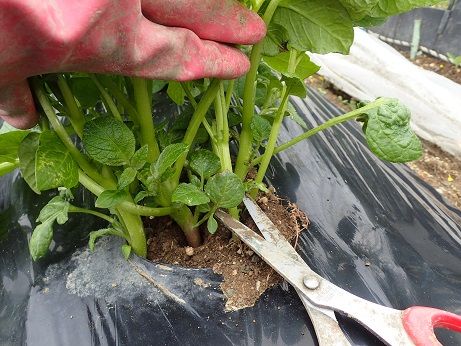 サトイモ逆さ植え 週末菜園 4月初旬 暇人主婦の家庭菜園 楽天ブログ