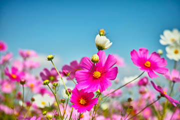 20120101-_SDI1285.JPG