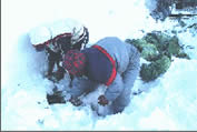 越冬キャベツの掘り出し作業の様子